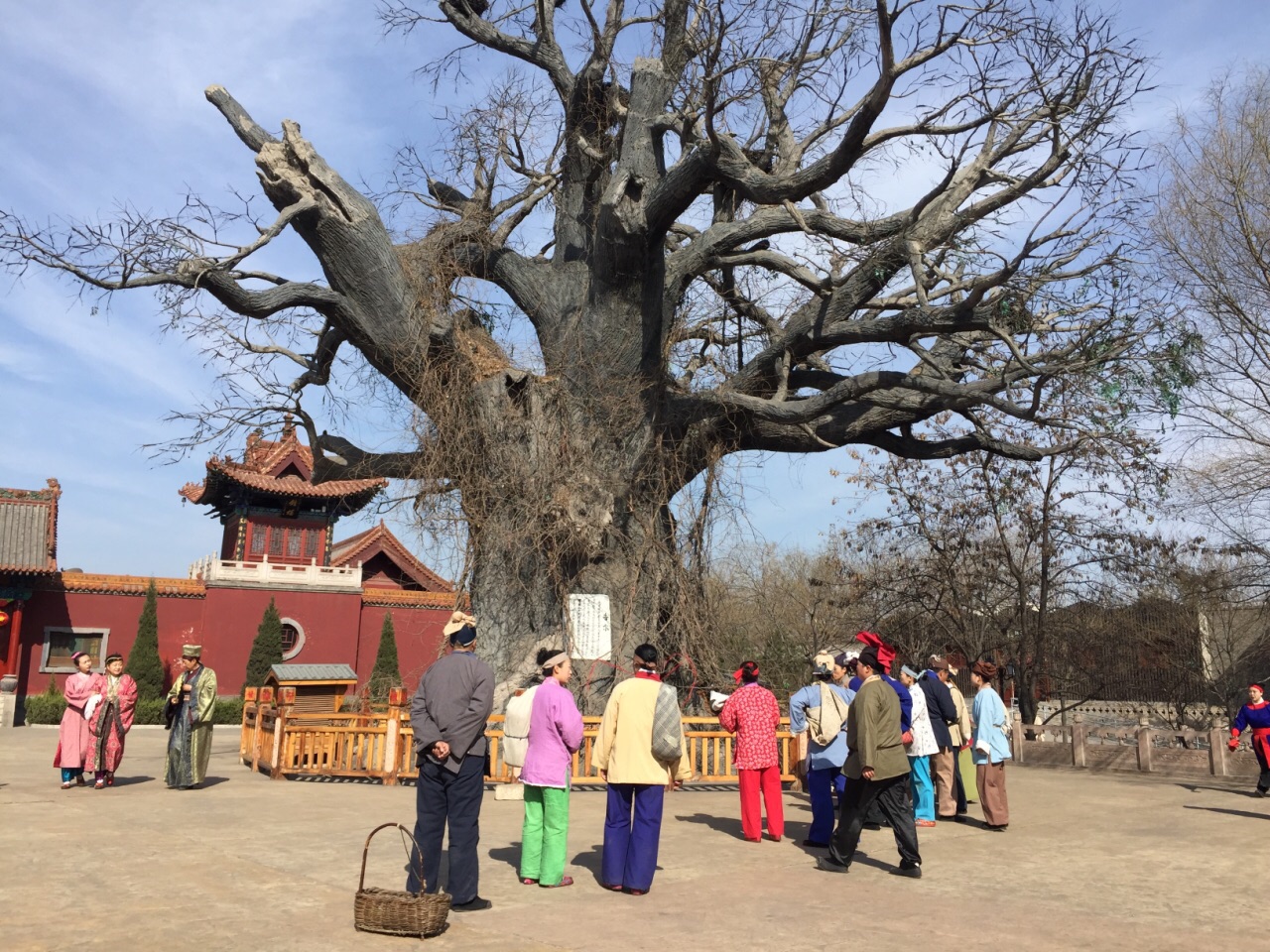 山西奇特的5a景区,因一棵千年古树得名,每年有20万人来寻根_槐树