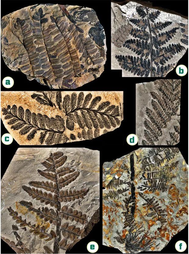 迪戈筆石化石6億年前的皖南藍田生物群中的藻類化石生物由有機物組成