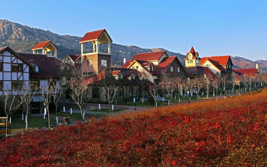 藏马山蓝莓小镇图片