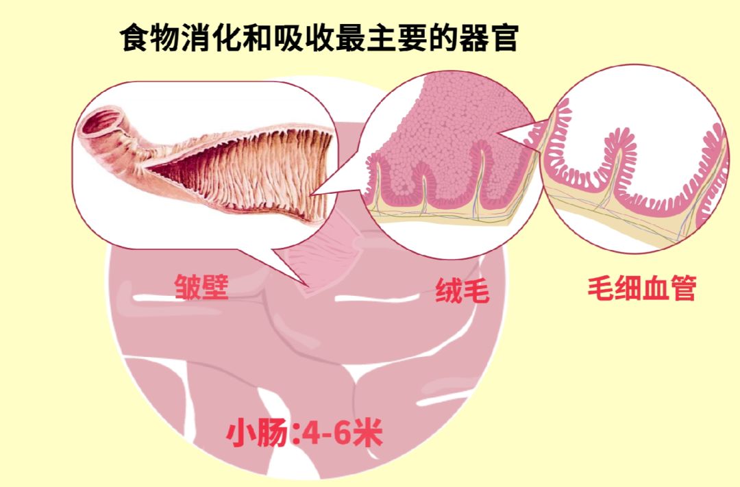 【生物大师】人体的消化系统——美食的归宿