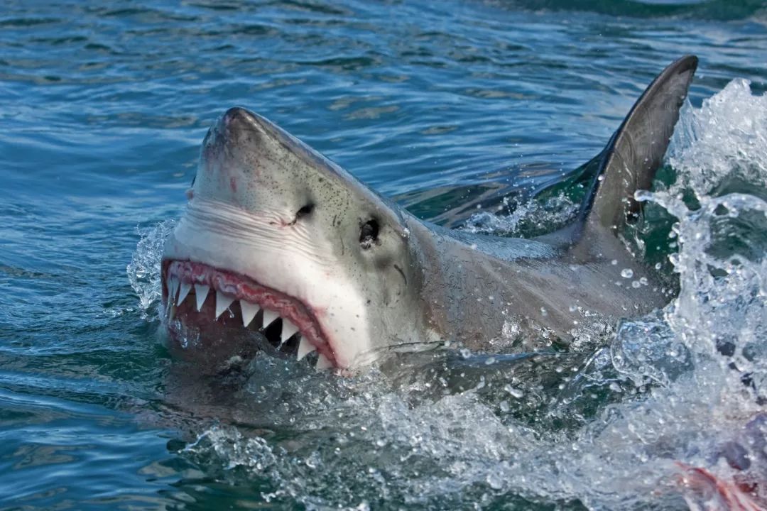 巨齿鲨长啥样子图片