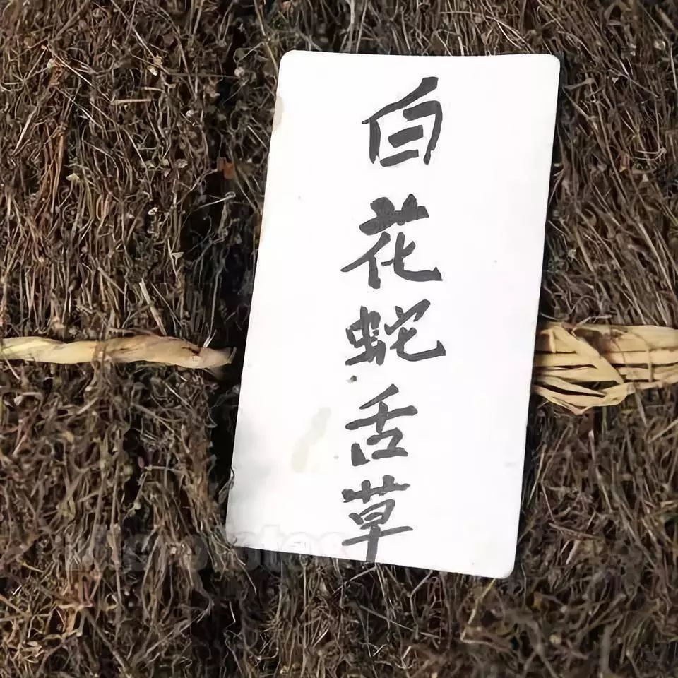 蛇龙草功效图片