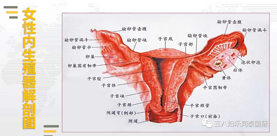 女性生殖内部结构构成图片
