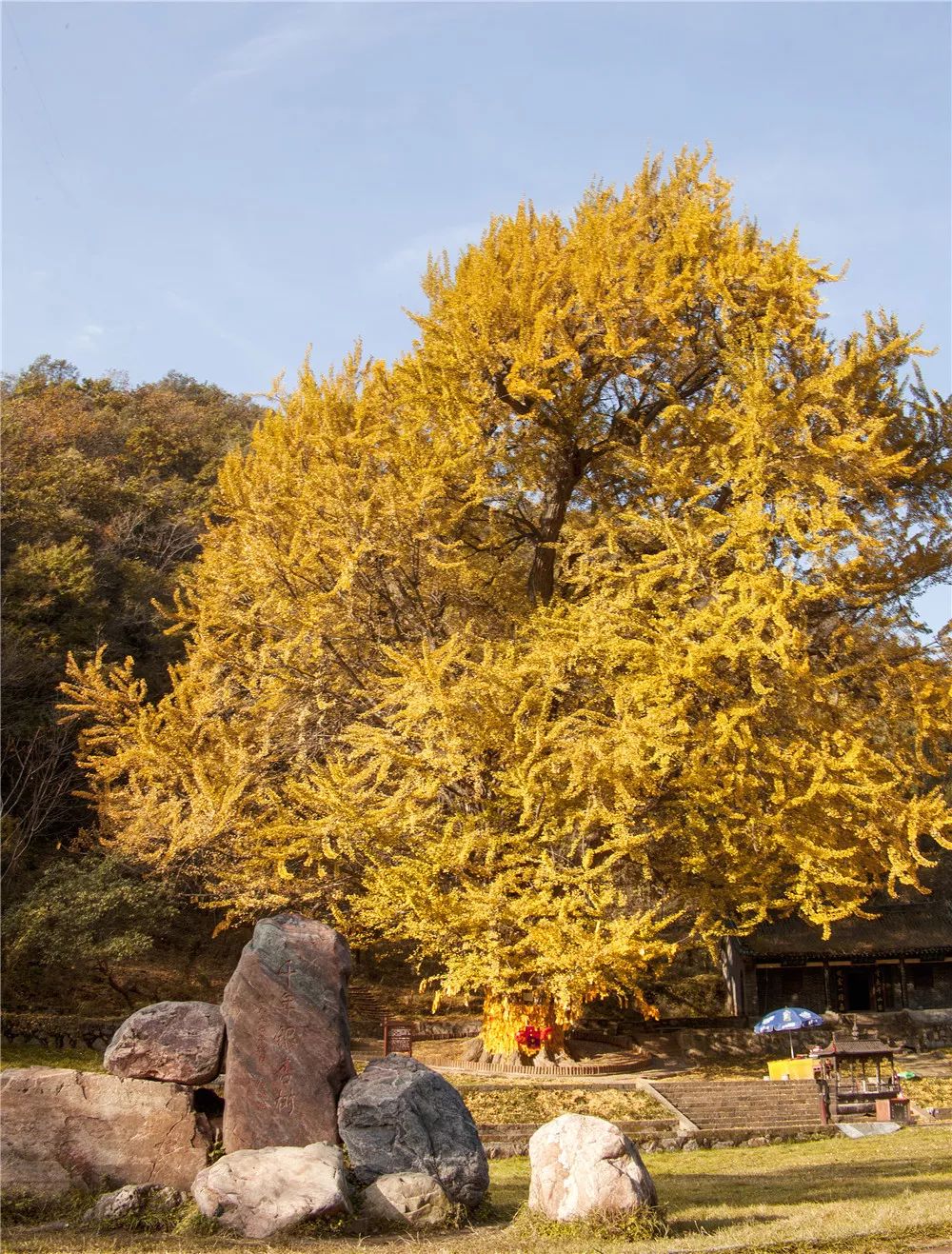 王屋山 千年银杏在南阳西峡银树沟有一片古银树群,这百余棵银杏树