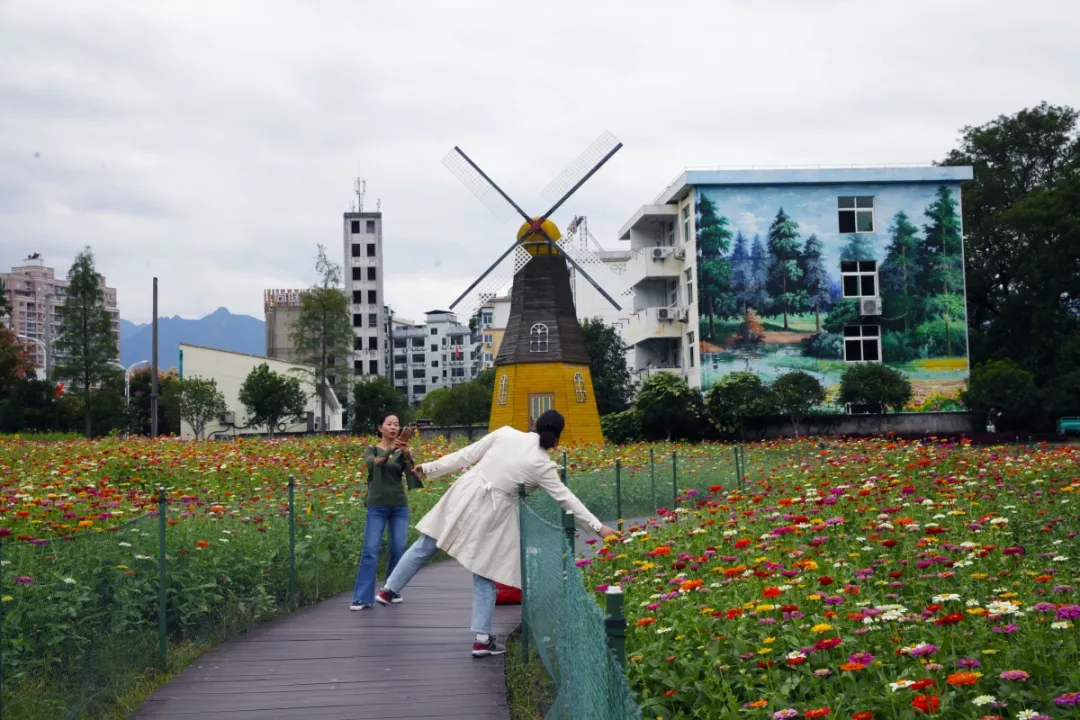 雲和又有花海悄悄盛開,美得不像話~~_石浦村