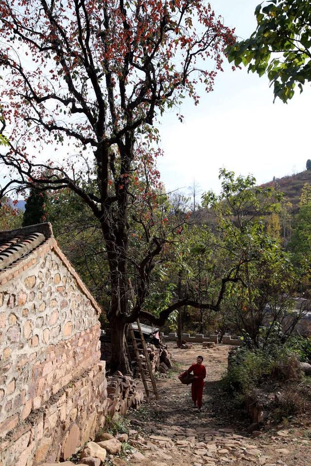 環境人像:深秋山村,柿子紅了