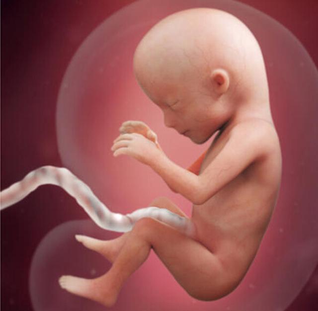 孕21周胎儿位置示意图图片