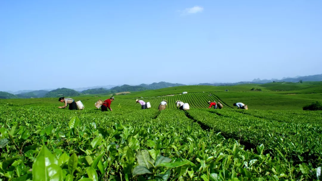 贵州湄潭县以茶助力筑梦小康