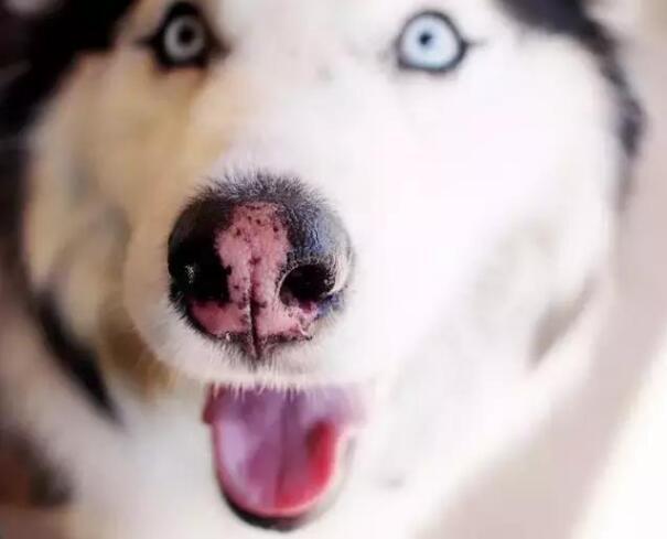 导致狗狗红白鼻子的5个原因你知道吗