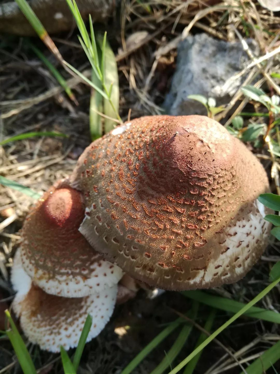 杭州西湖景区野生菌