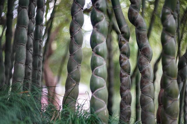 成都有個漂亮的竹子公園,老人可以免票入園,卻有大媽偷偷挖竹筍