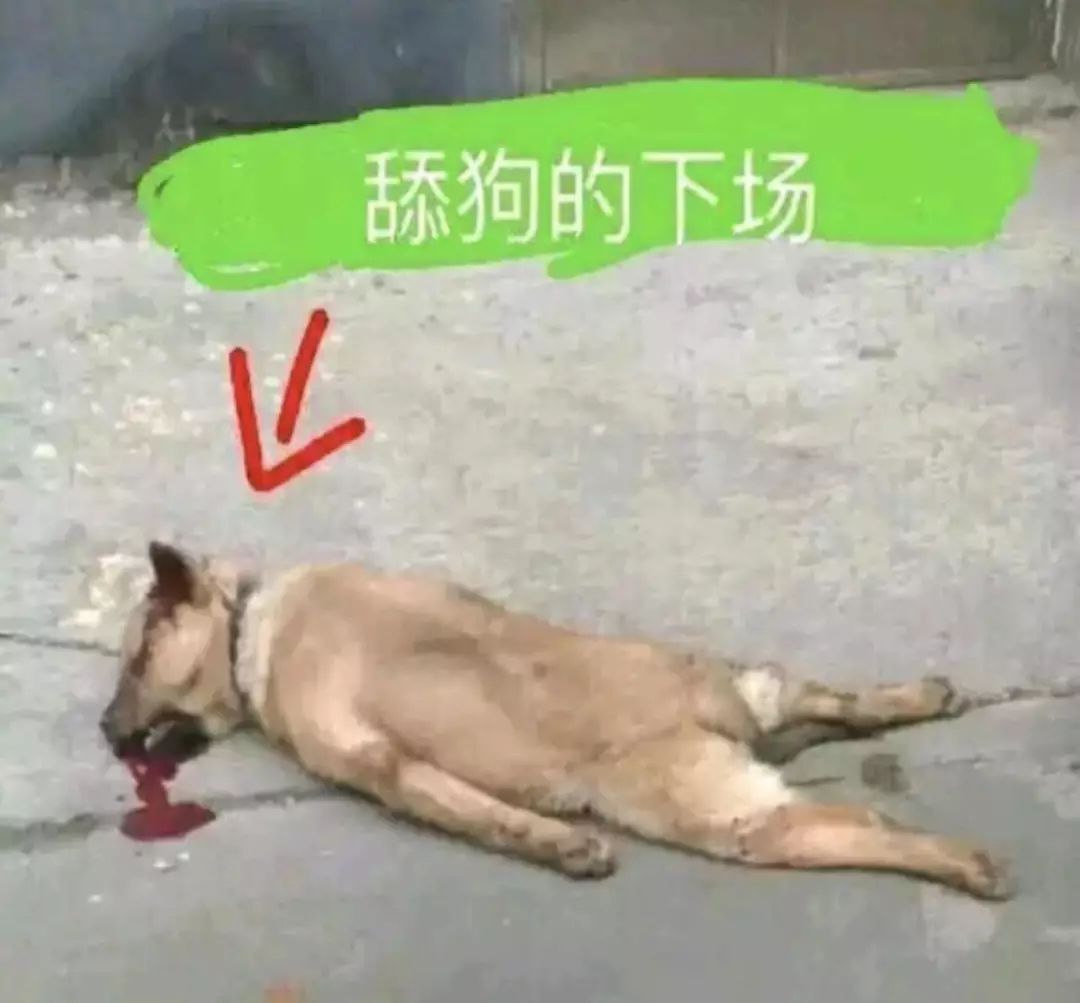 跪舔表情包图片