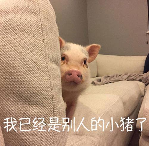 一只猪被牵着的表情包图片