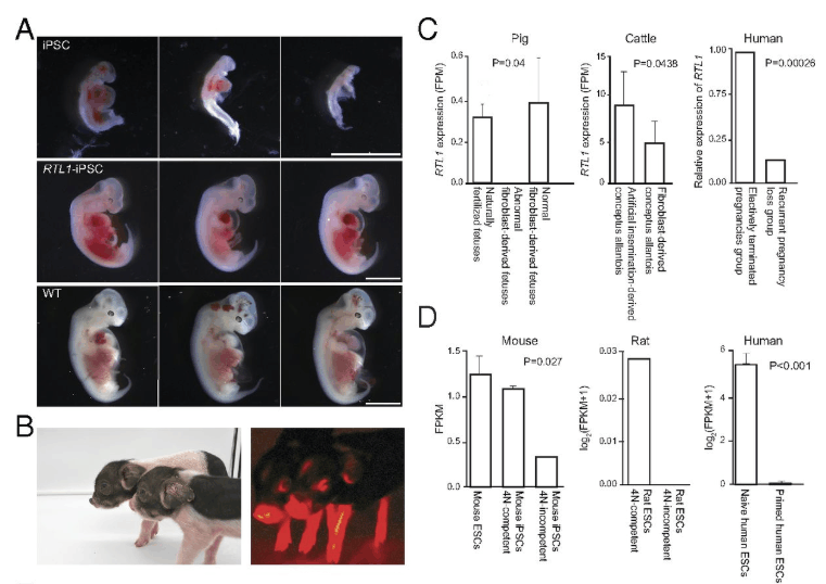 猫咪胚胎生长发育过程图片
