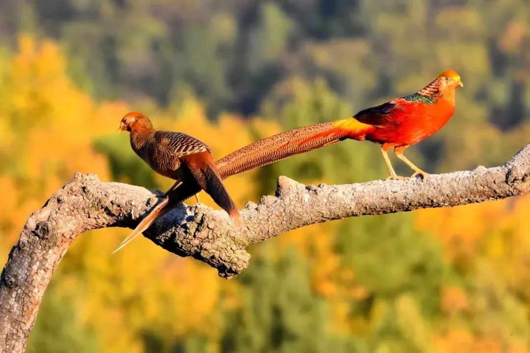 鳳凰拍到的多隻紅腹錦雞有網友在歷山深處的泉頭村深秋時節森林植被和