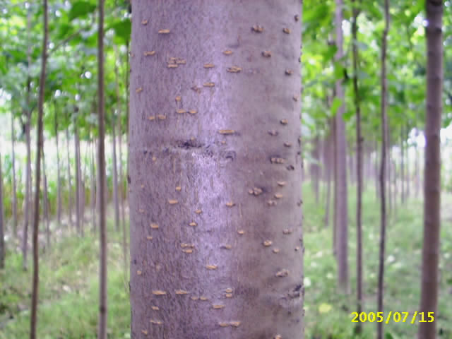 盈丰楸树资讯楸树常见的病虫害如何防治