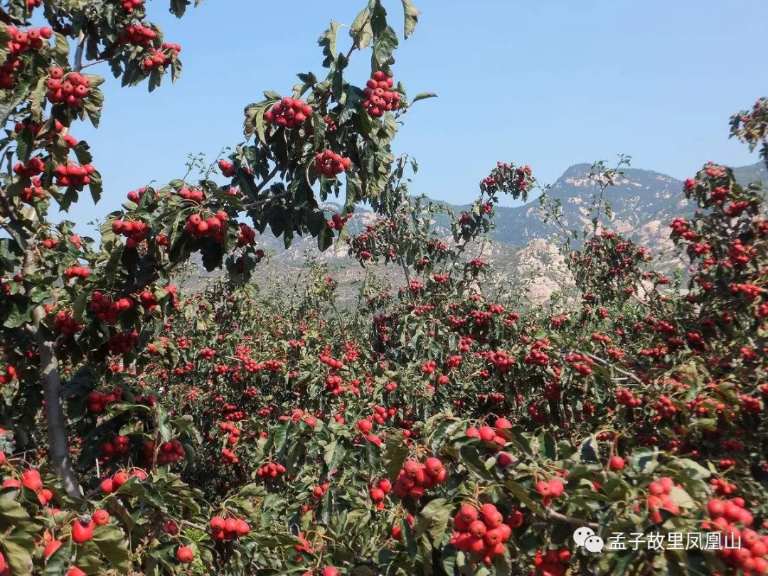 鄒城丨鳳凰山又見山裡紅