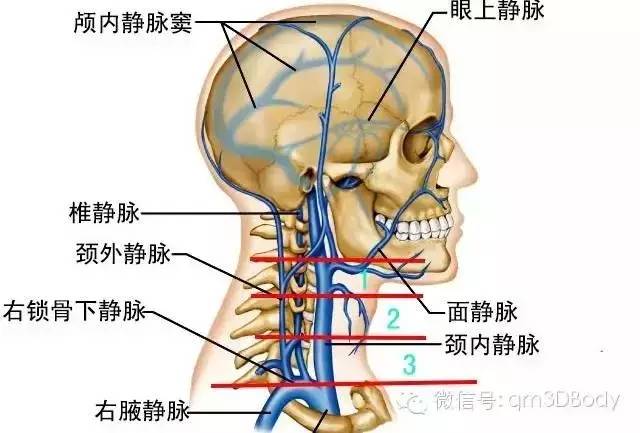 經典精選人體高清解剖圖