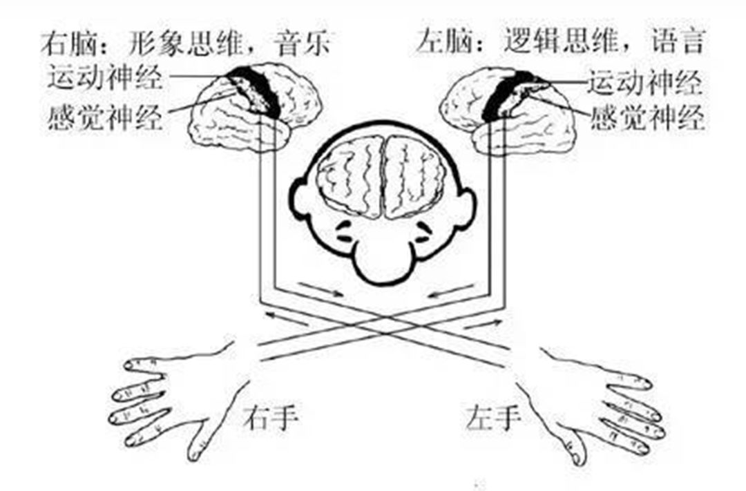 掌中大脑手势图图片