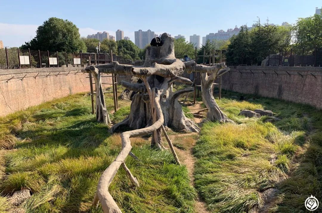 劍齒象和藍冠鳥南昌動物園遊記