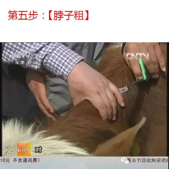 牛的肌肉注射准确位置图片