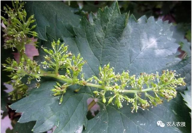 種植葡萄該如何正確的補充微量元素記住幾個關鍵點增產增收