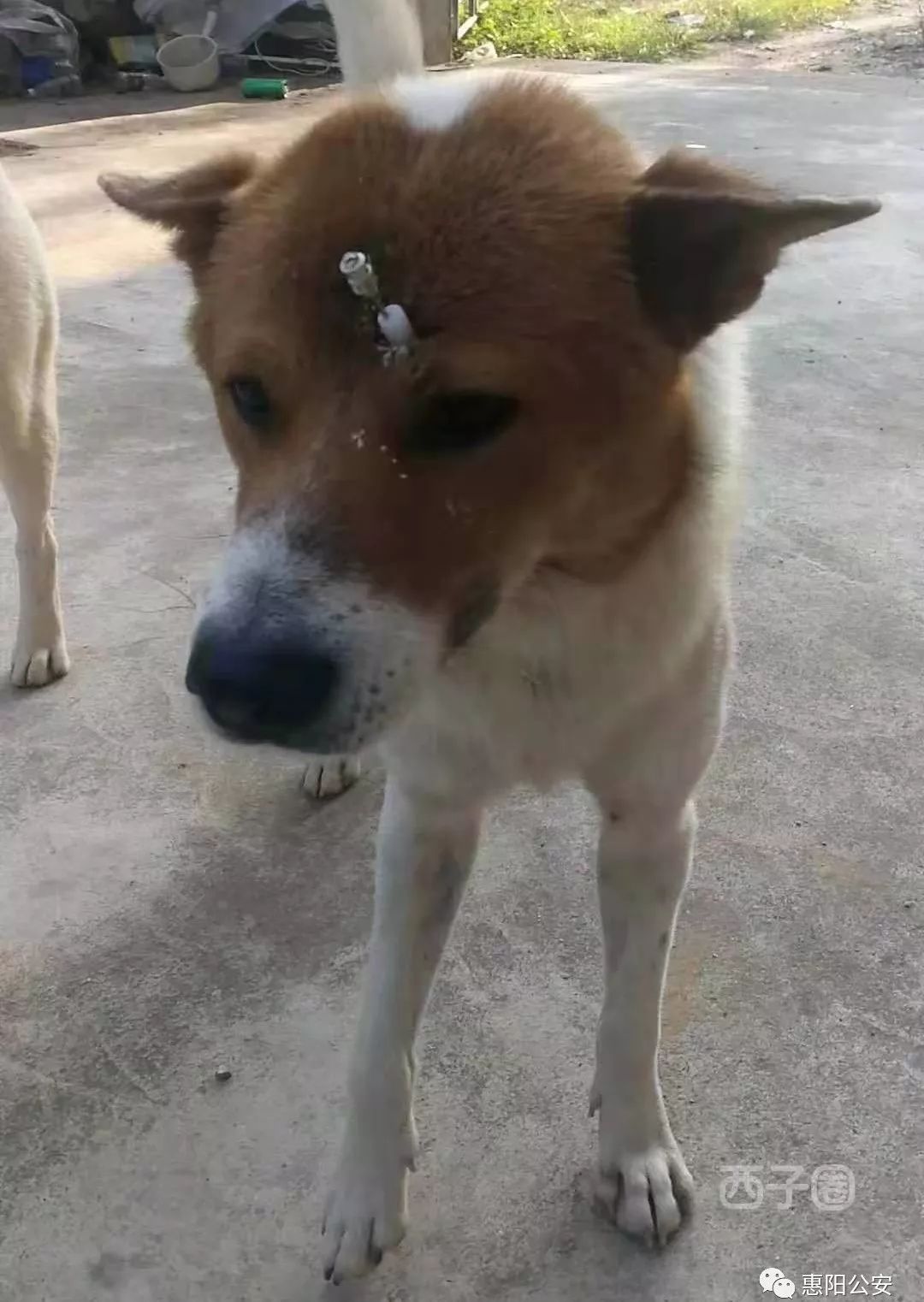 氰化钾死亡过程图片