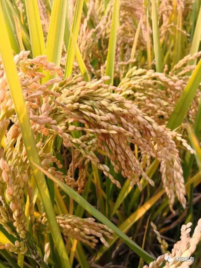 沭阳这款超级水稻,刷新全省最高亩产记录!