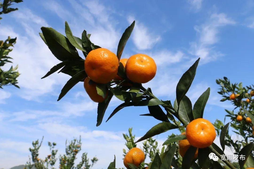 橘子园的景色图片