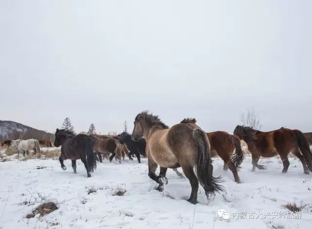 如今,生活在內蒙古大興安嶺的鄂倫春人下山定居,放下獵槍,全面禁獵後