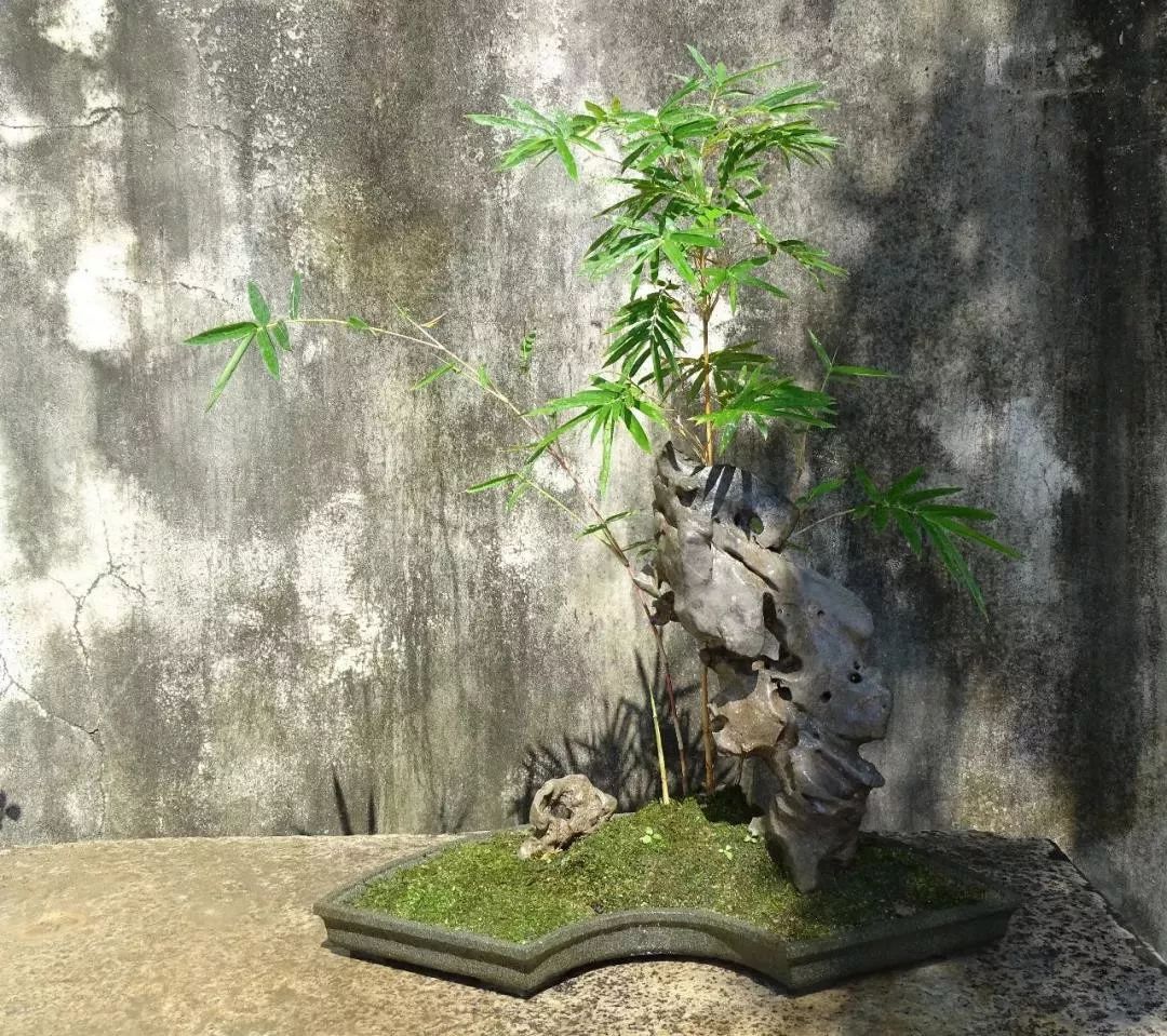 文竹盆景搭配石头图片图片