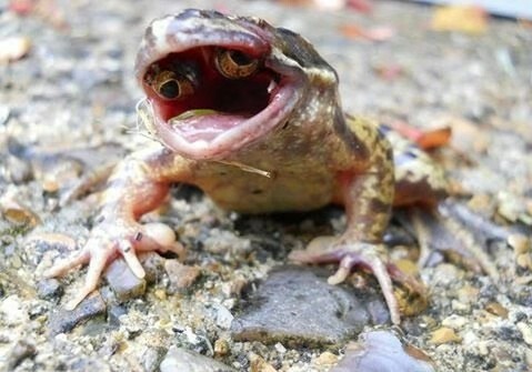 网上爆出一组眼睛长在嘴里的青蛙图片后网友纷纷表示从来没见过