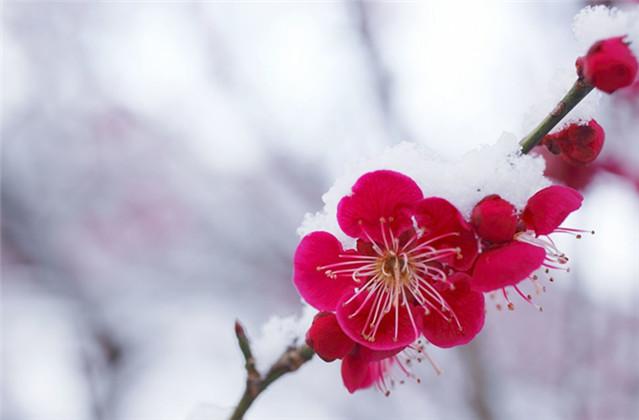 最負盛名的十句詠梅詩詞,寫盡梅花傲雪風骨_詩句