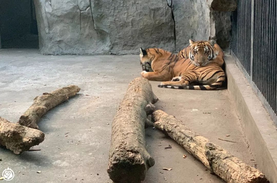 劍齒象和藍冠鳥南昌動物園遊記