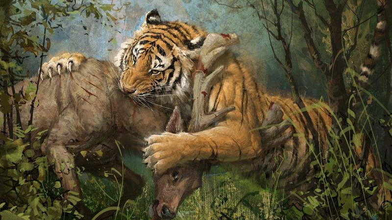 老虎的捕食比猎豹高明在哪里从猎物被捕后的两种反应可以看出大差距
