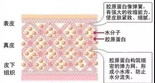 正常人體的皮膚分為三層,分別是表皮,真皮和皮下組織.