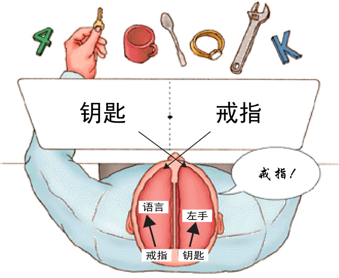 给切除胼胝体的裂脑人左右视野不同的词—钥匙和戒指,要求他说出他