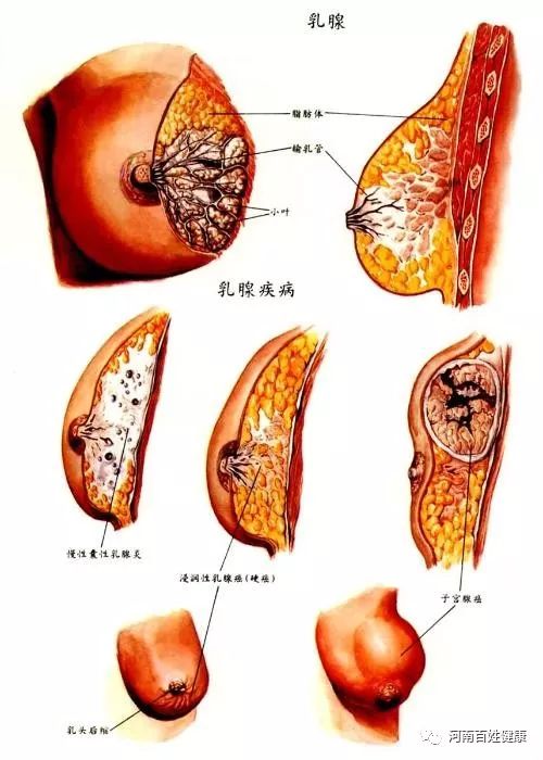 健康乳房的样子图片