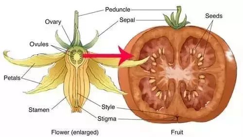 西红柿的结构名称图片