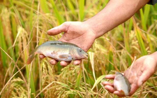 韶州禾花魚,魚裡禾花香_稻田