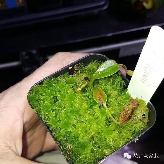 32種食蟲植物看完發現挺萌的