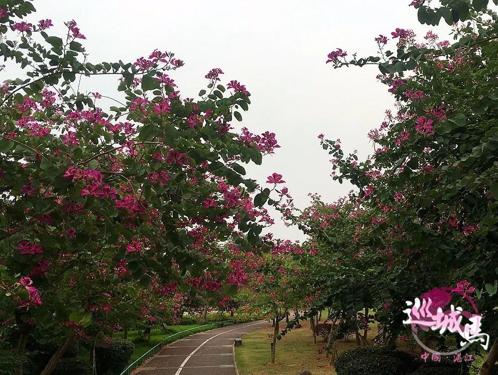 湛江市市花图片