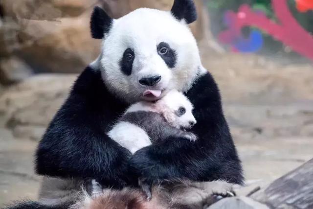 长隆大熊猫幼崽首次露面每天缩在熊猫妈妈怀中被称卷毛小王子