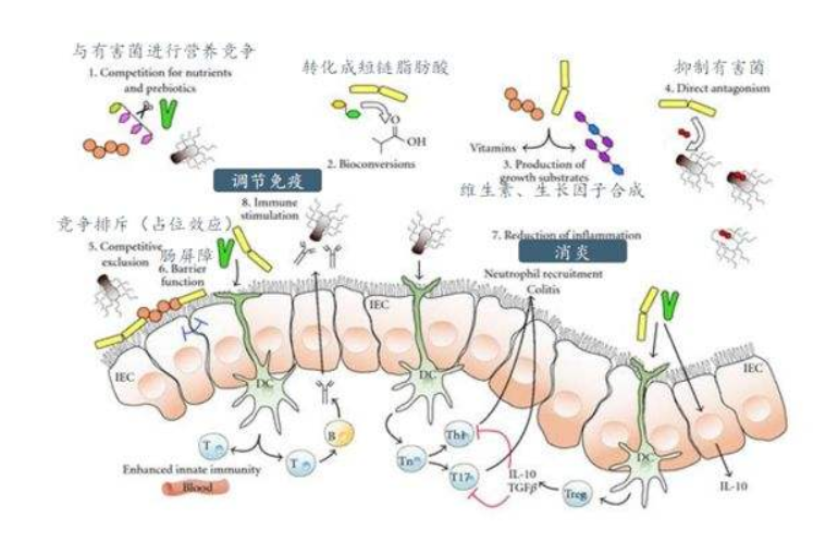 肠道菌群影响黏膜屏障结构与功能的研究进展_细胞