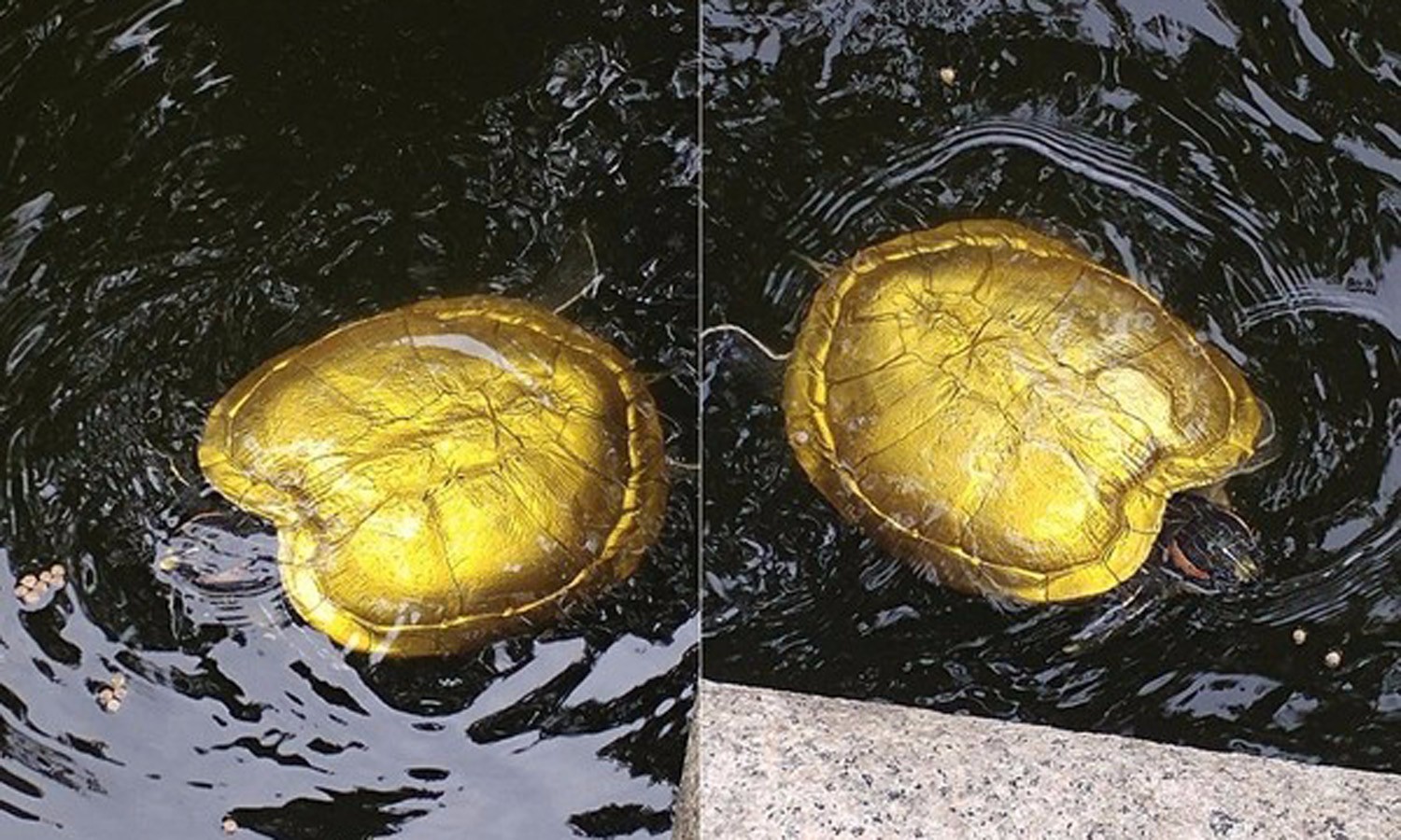 埃及金龟子吃人恐怖图片