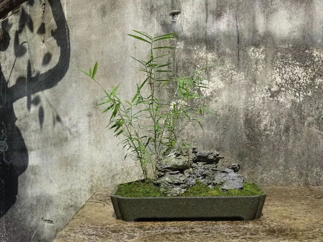 竹子与石头的搭配盆景图片