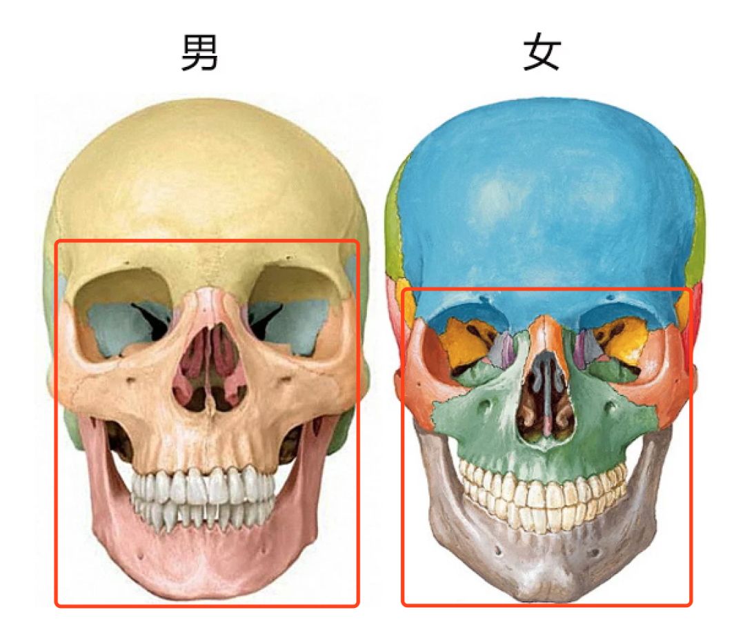 三大人种头骨图片