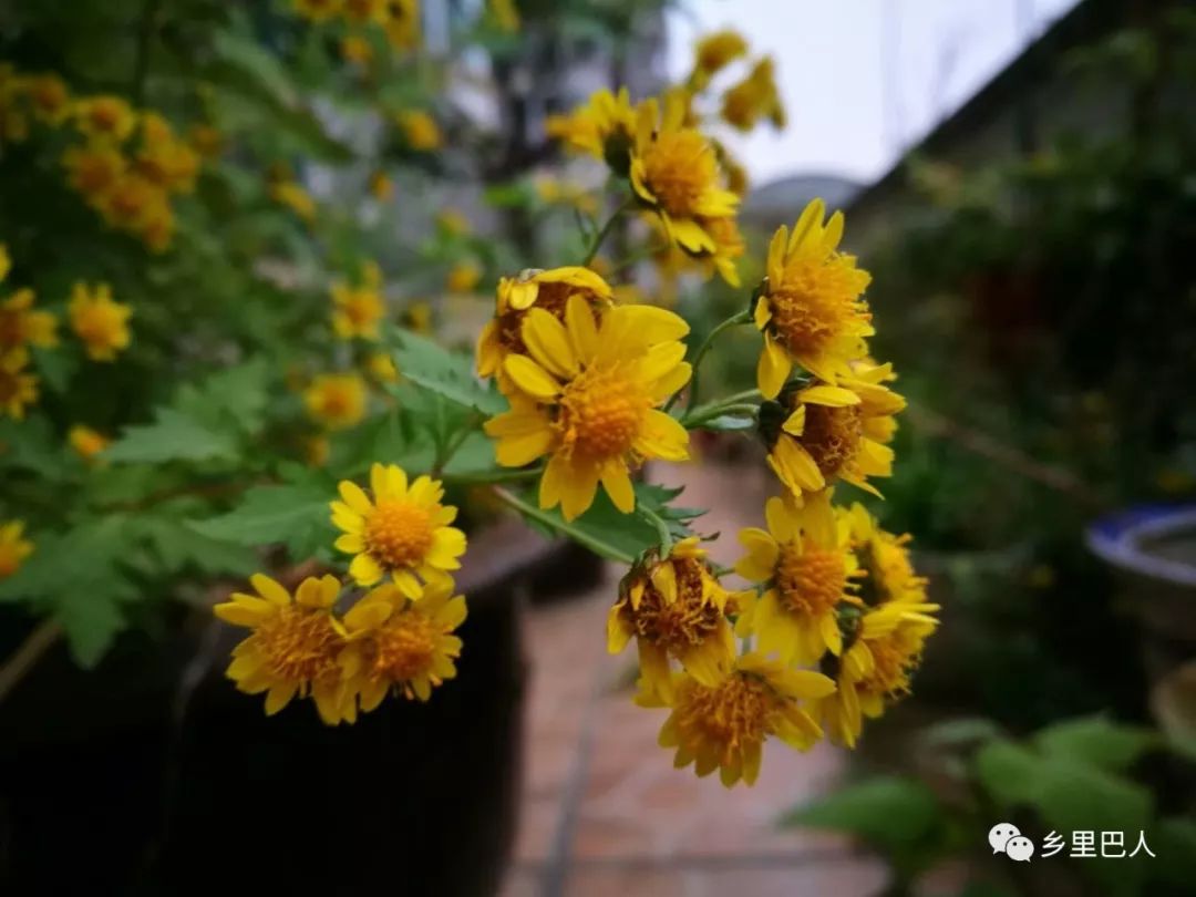 菊花脑茶花图片