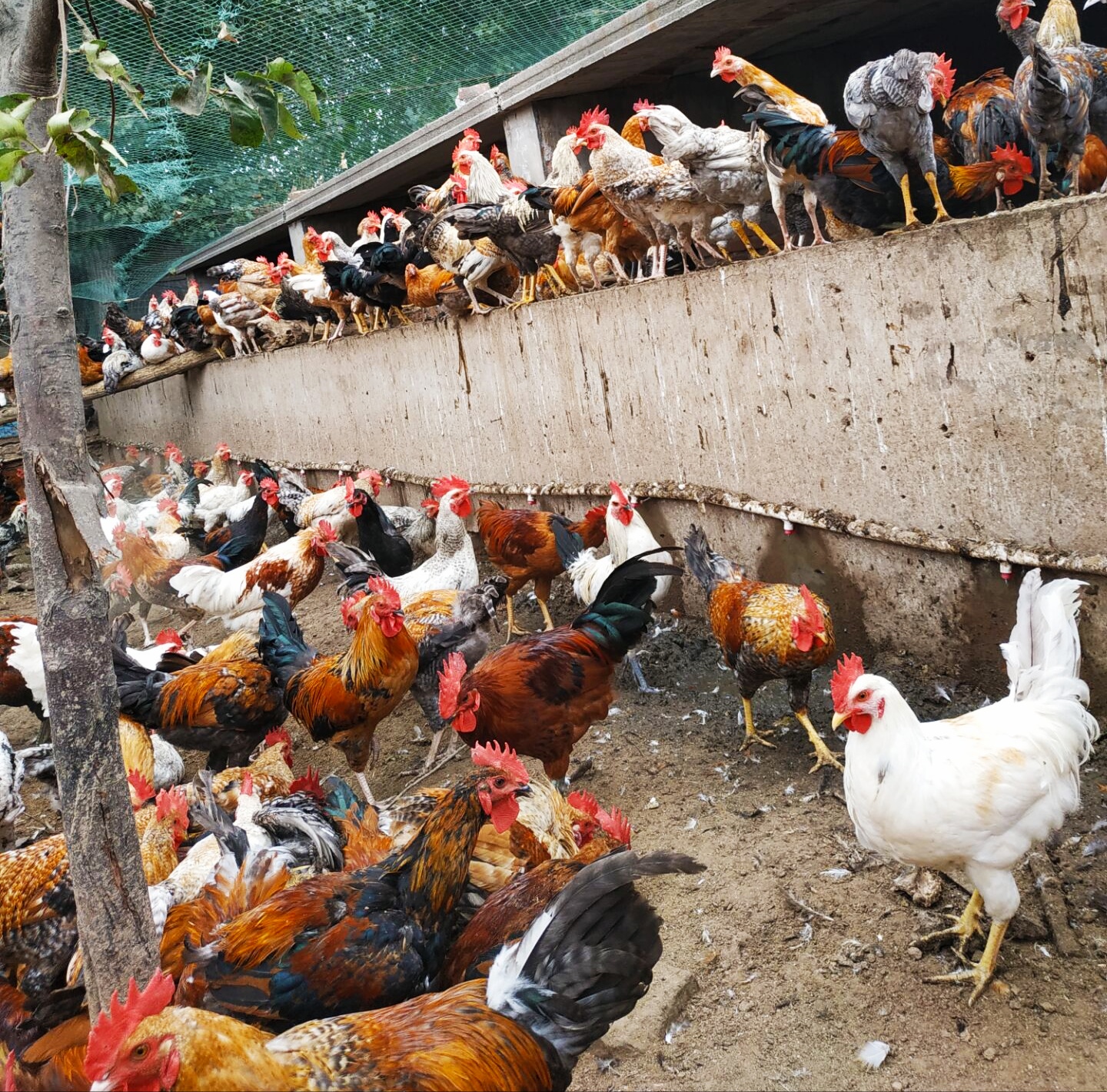 山地放牧养鸡模式的管理要点有哪些?