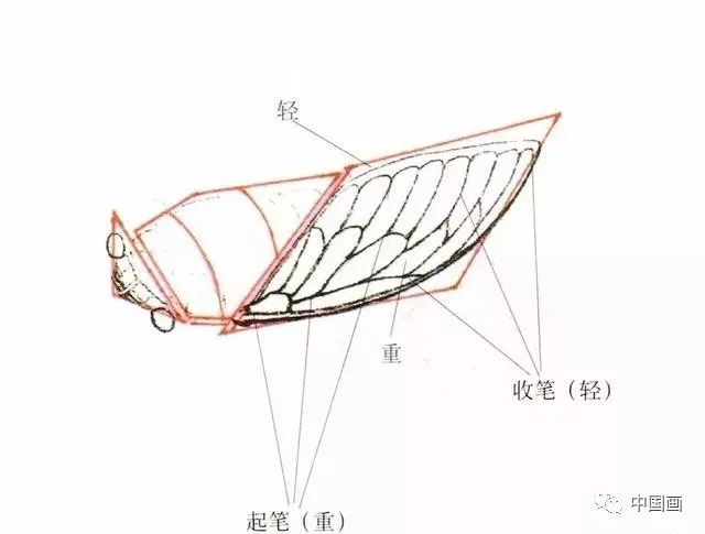 详细图解蝉的画法_翅脉